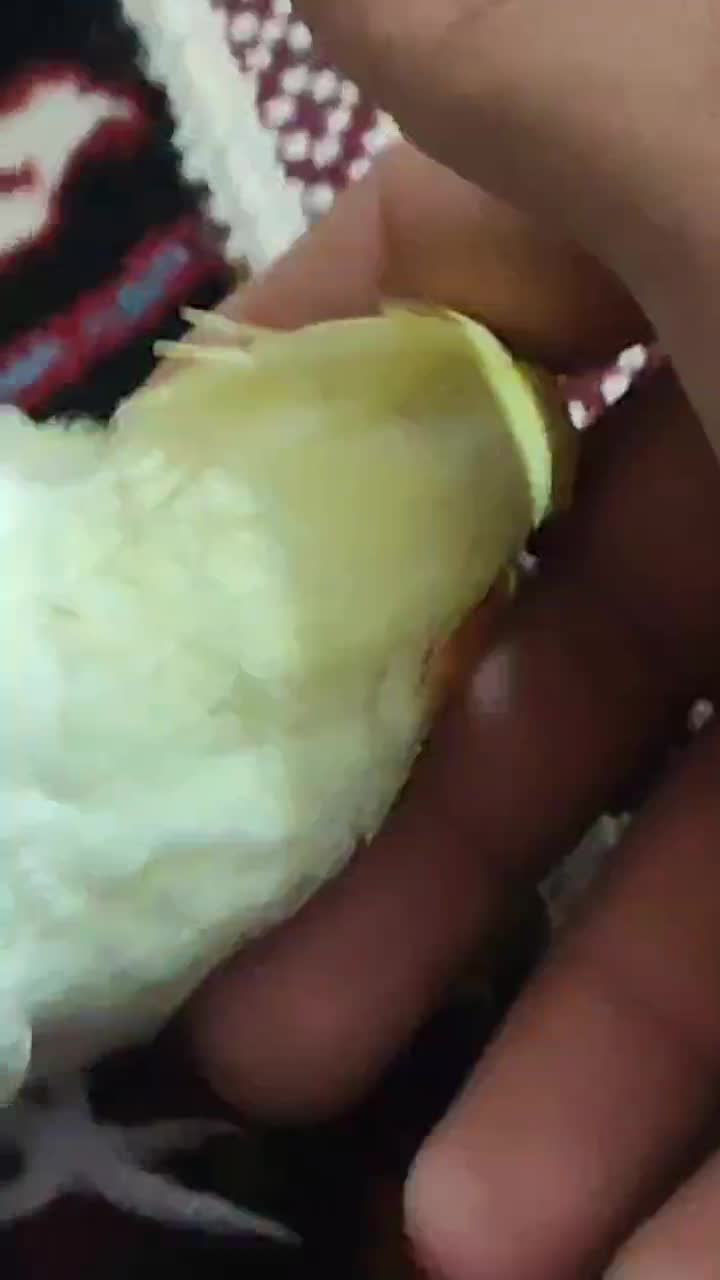 جوجه عروس هلندی|پرنده|اهر, |دیوار