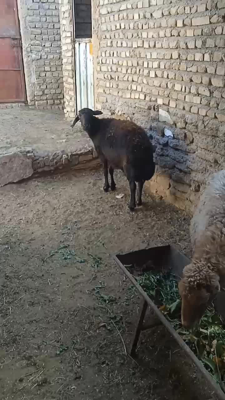 میش مایه دار آبستن|حیوانات مزرعه|کوهسرخ, |دیوار