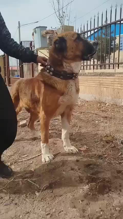 سگ نر|سگ|مشهد, رباط طرق|دیوار