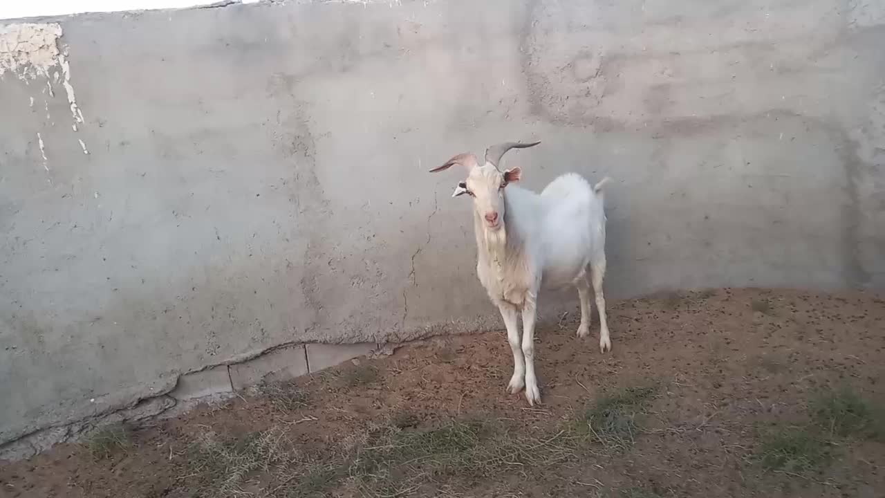 نربز سانن و بز و بزغاله سانن|حیوانات مزرعه|قائن, |دیوار