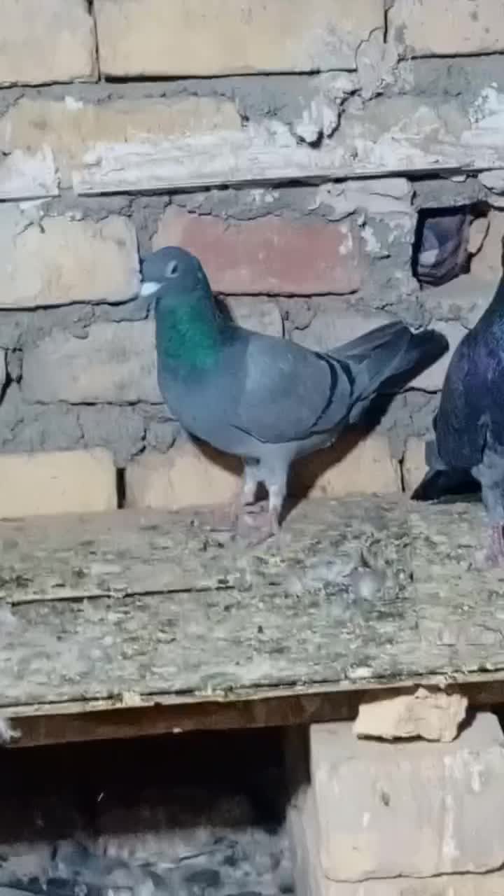 کبوتر|پرنده|نیمروز, |دیوار