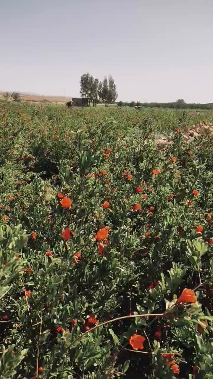 نهال انار|خدمات باغبانی و درختکاری|ساوه, |دیوار