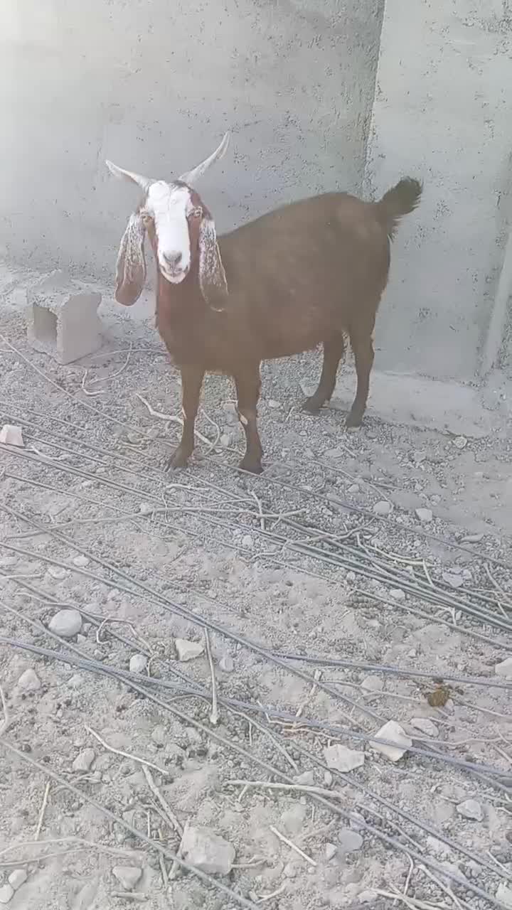 بز دورگ آبستن بره میش|حیوانات مزرعه|قائن, |دیوار