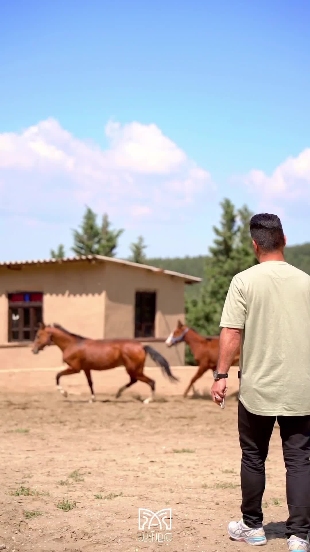 مادیان ترکمن آخال با رگ خونی بالا|اسب و تجهیزات اسبسواری|گرگان, |دیوار