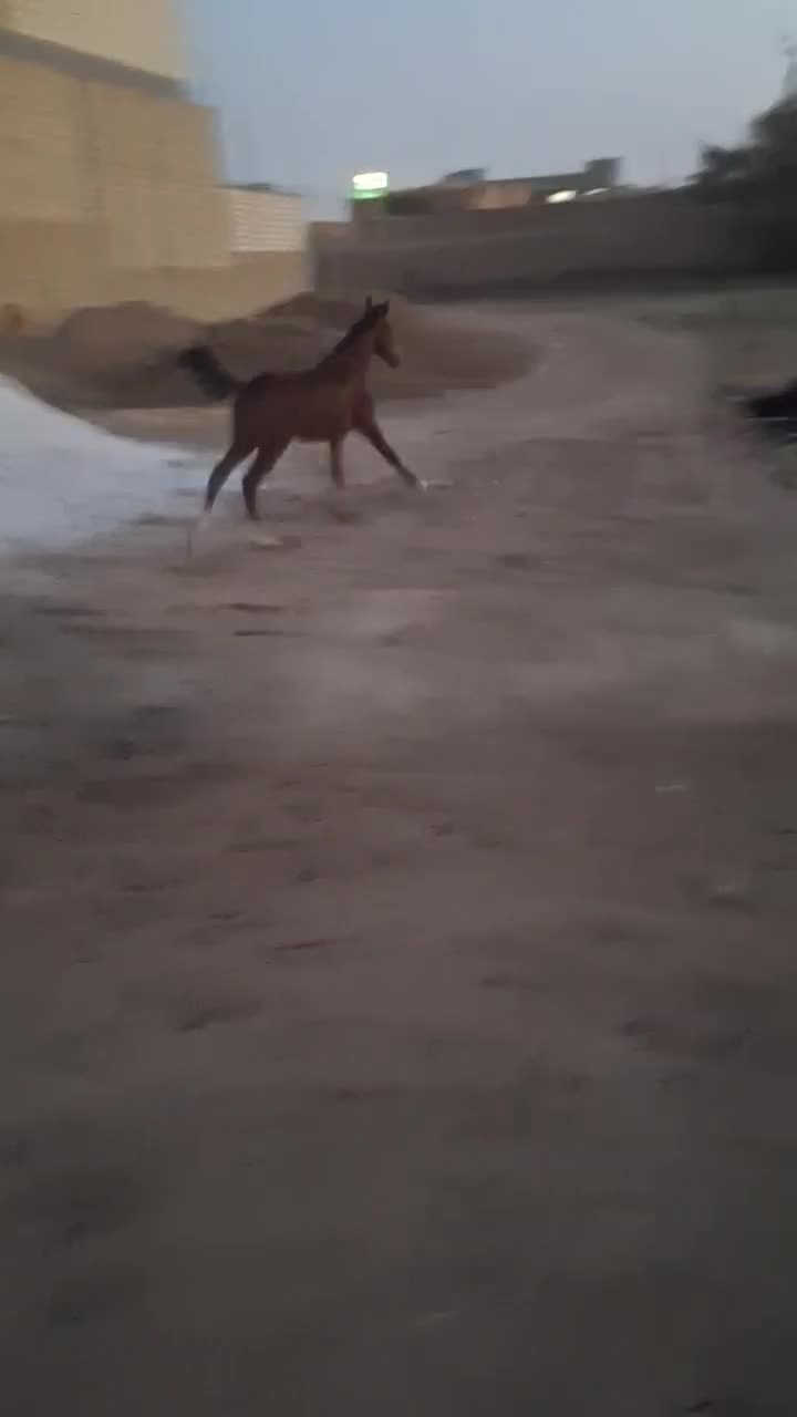 مادیان کورد  و کره نریان کرد|اسب و تجهیزات اسبسواری|میبد, |دیوار