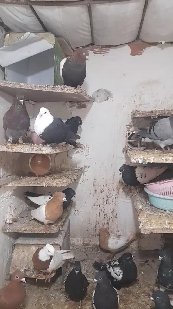 کفتر سینه کله سیاه همه جفتی|پرنده|شیروان (خراسان), |دیوار