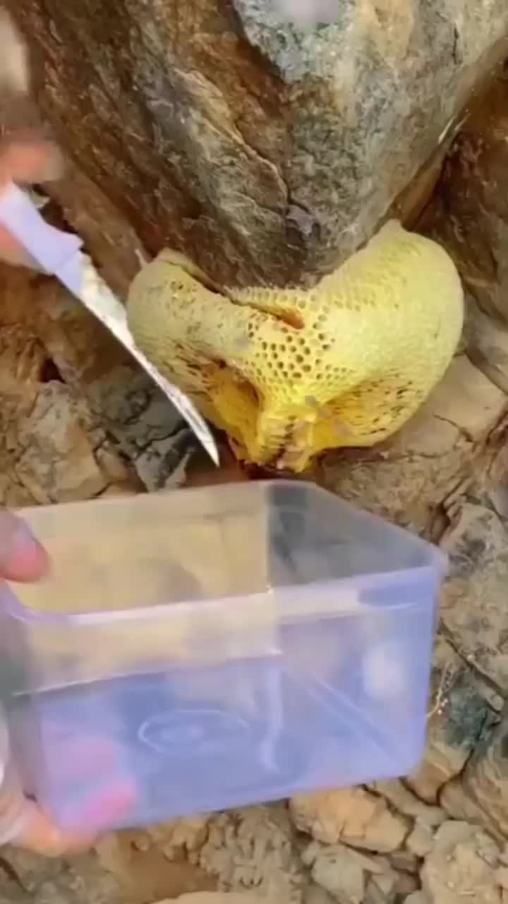 عسل وحشی ارگانیگ|خوردنی و آشامیدنی|سردرود, |دیوار