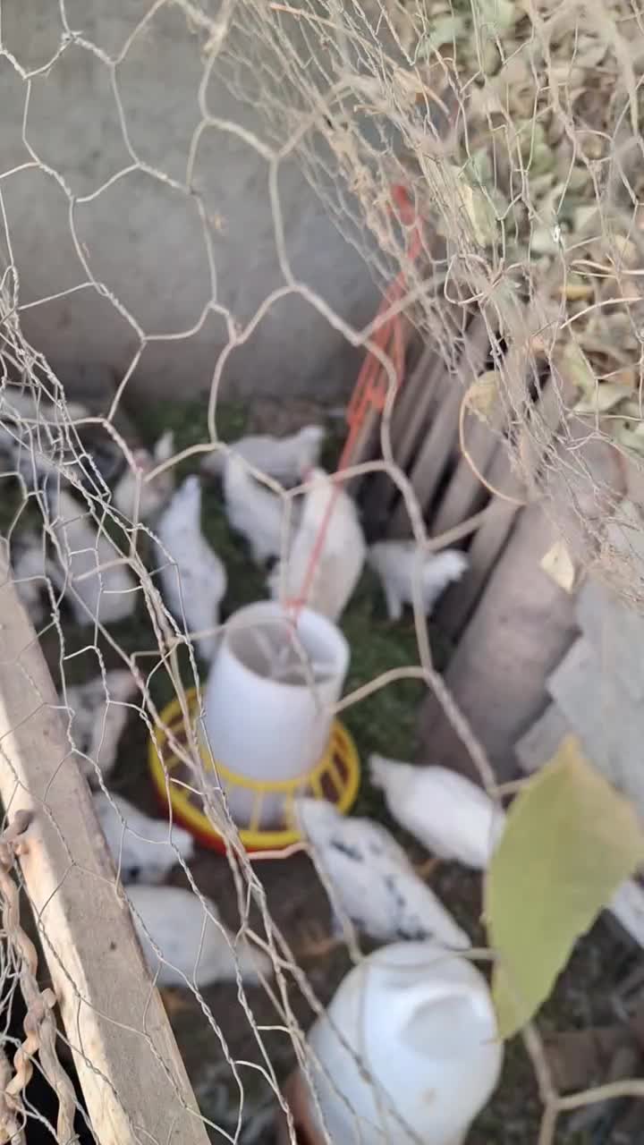 سلام تعدادی جوجه خروس گلین|حیوانات مزرعه|اسلام‌شهر, کاشانک|دیوار