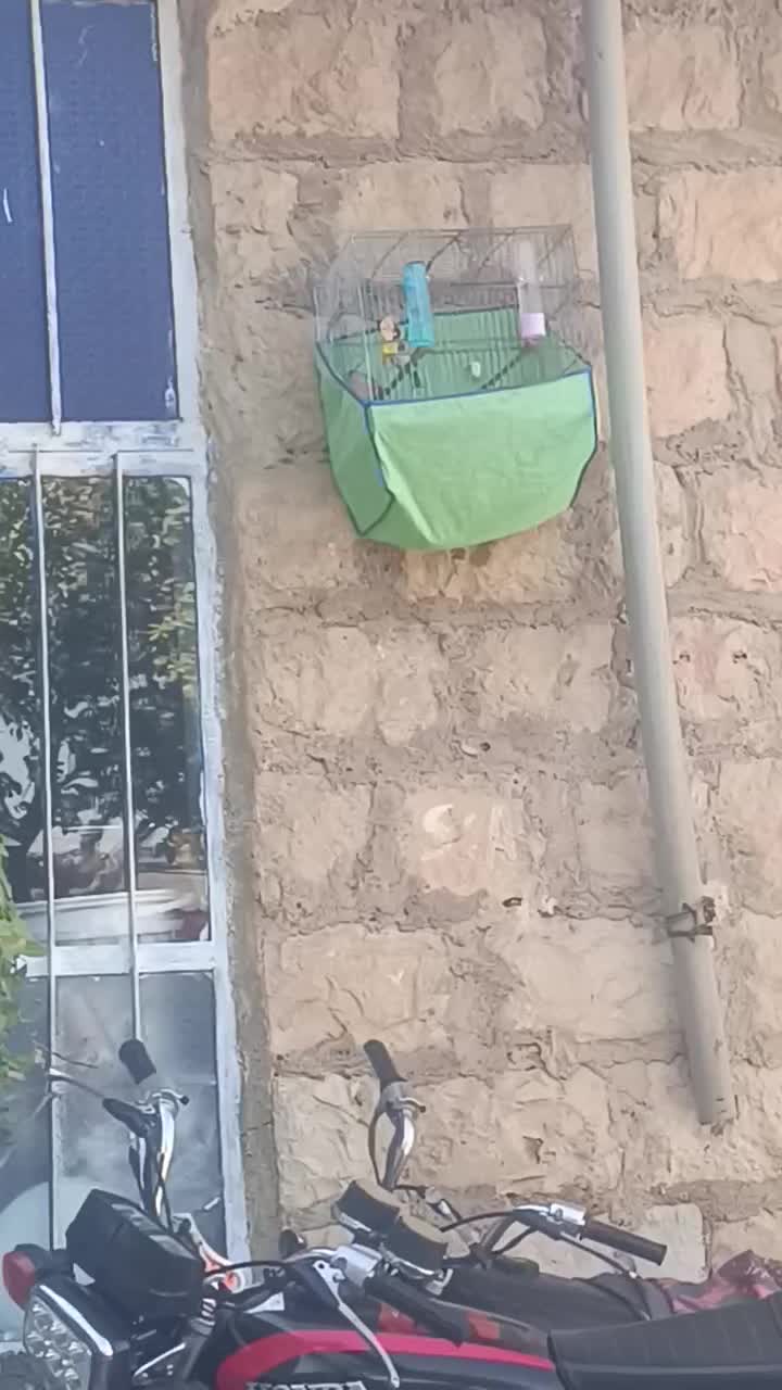 سهره|پرنده|کوهدشت, |دیوار