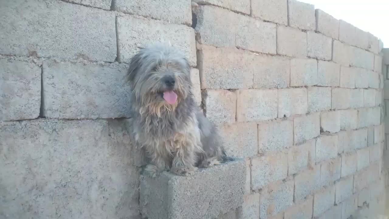 سگ شتیز|سگ|بیرجند, |دیوار