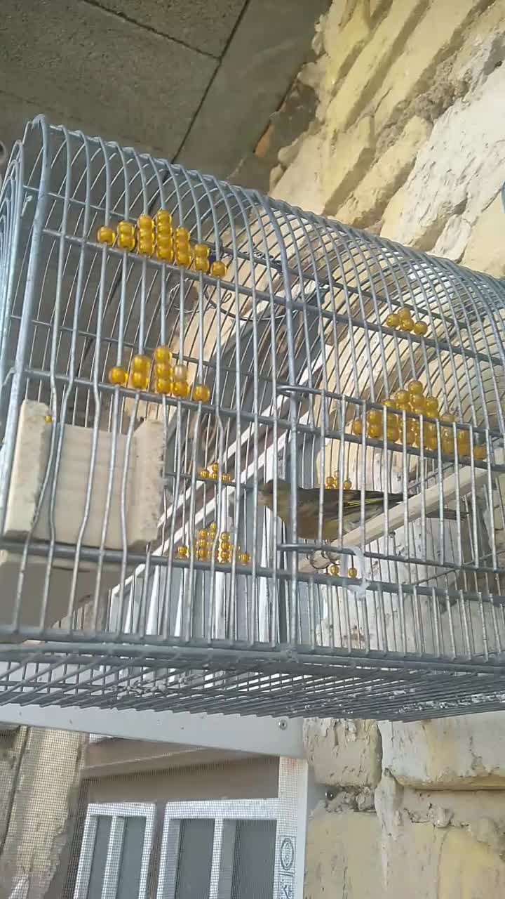 سهره قناری|پرنده|مرودشت, زنگی آباد|دیوار