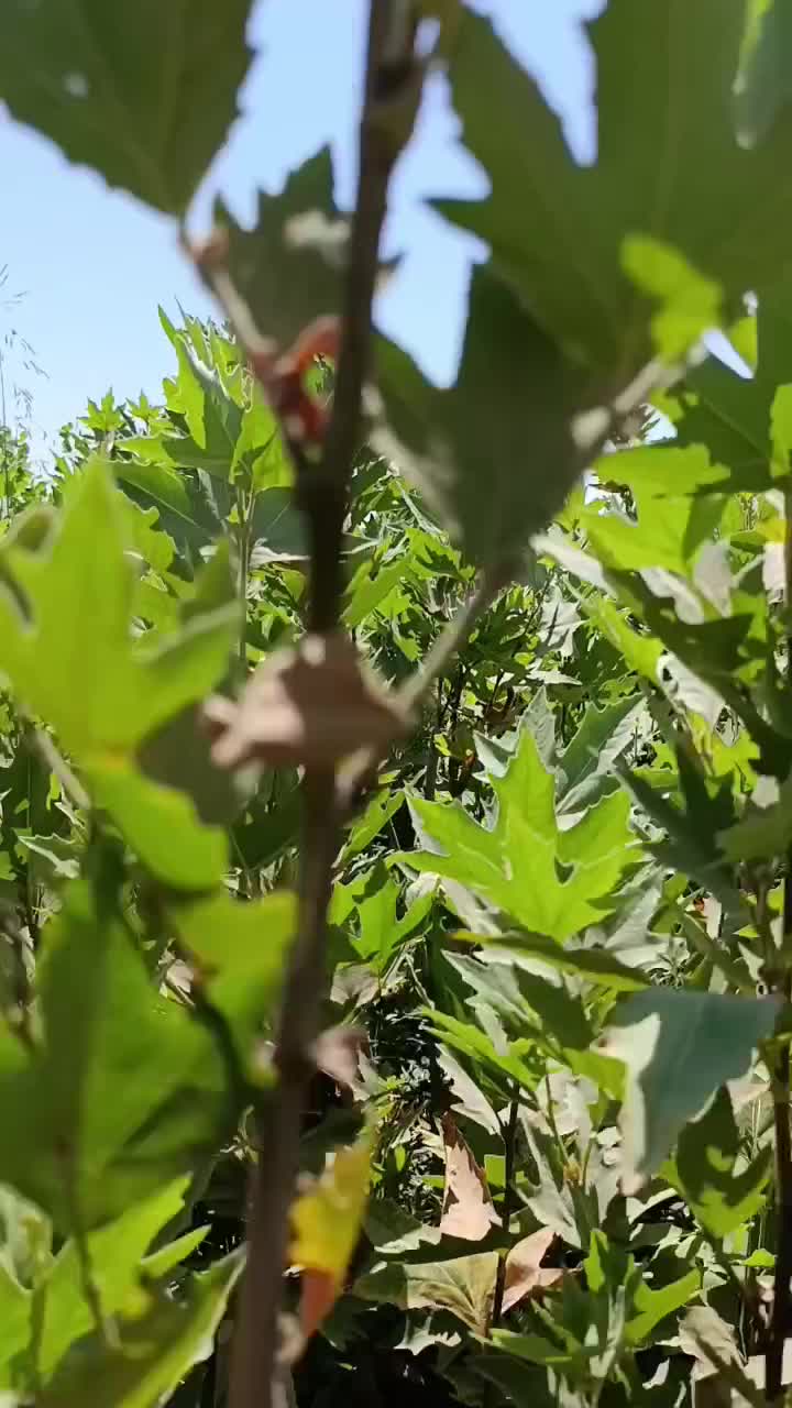 نهال سربرداری شده ریشه پرس گلدانی نهال چنار ترکیه|خدمات باغبانی و درختکاری|تهران, تجریش|دیوار