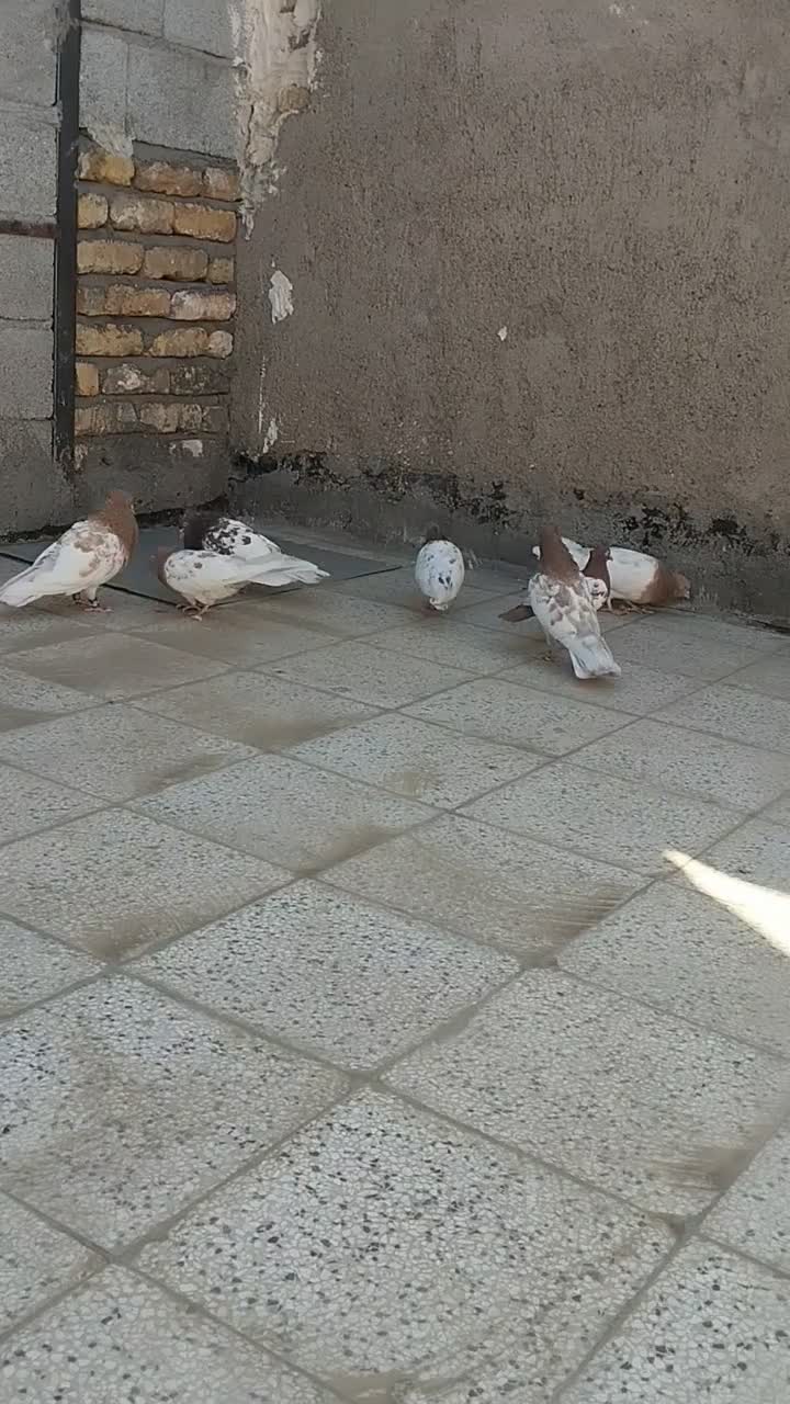 کله زرد ، سینه سرخ ماده، کله هفترنگ|پرنده|مشهد, امیرآباد|دیوار