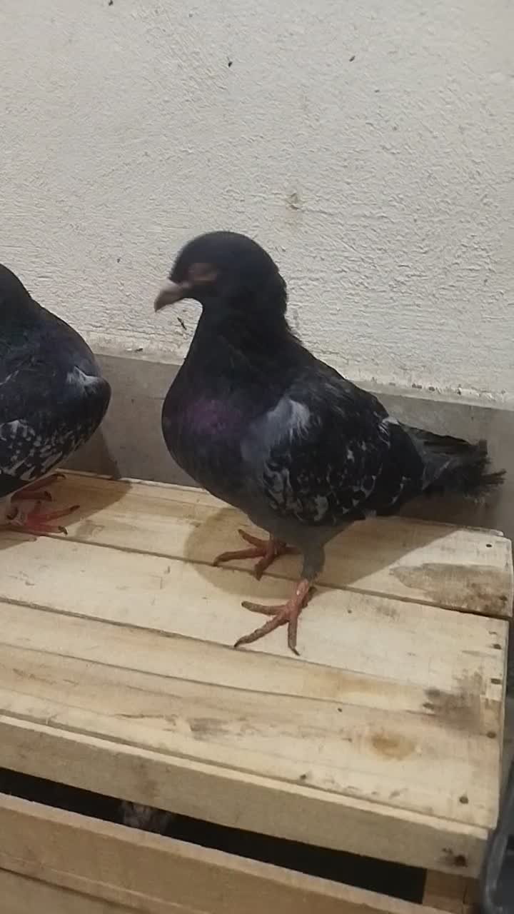 جوانه|پرنده|زاهدان, |دیوار