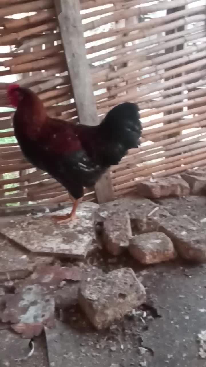 خروسمحلی|حیوانات مزرعه|بندر ترکمن, |دیوار