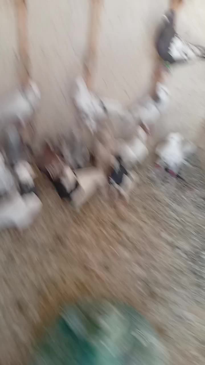 کفتر  رنگی بهبونی  پرشی|پرنده|شیراز, کفترک|دیوار