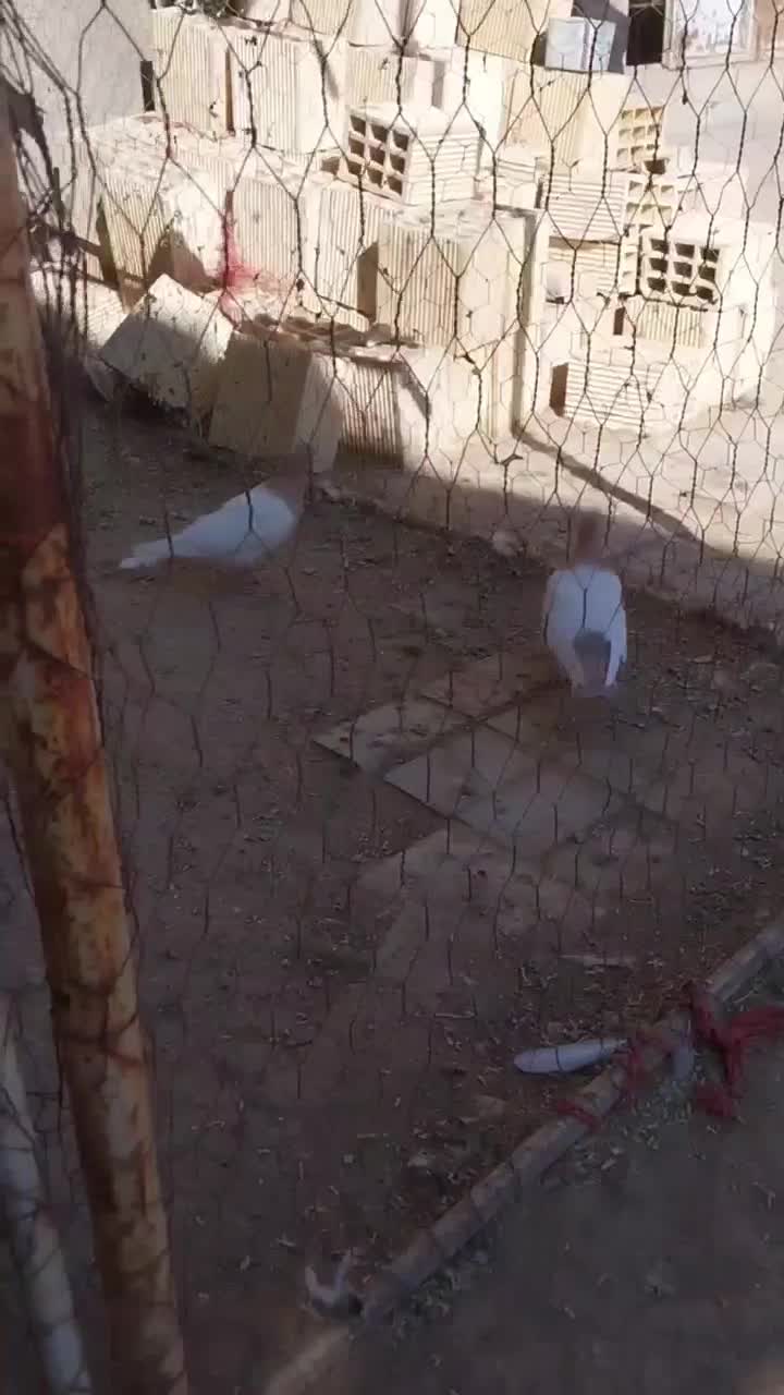 کفتر کله یی|پرنده|ساروق, |دیوار