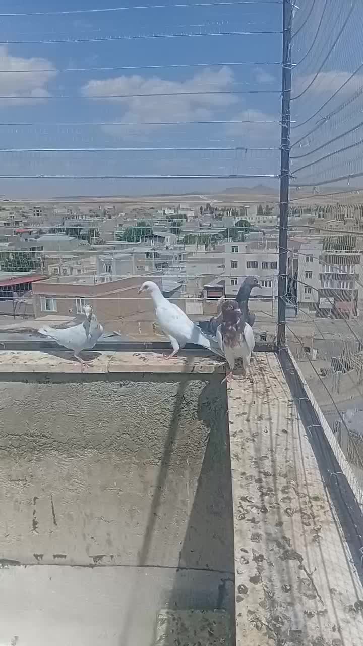 کفتر|پرنده|قروه, |دیوار