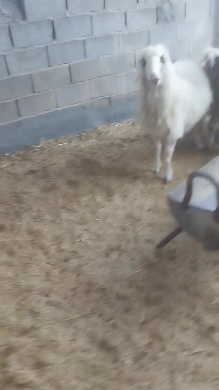 ۱۶راس گوسفند|حیوانات مزرعه|سیمکان, |دیوار