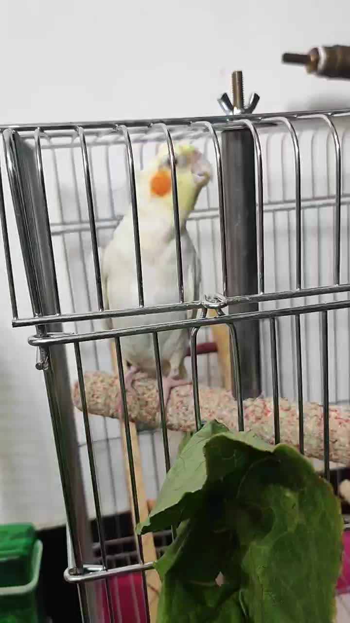 عروس هلندی|پرنده|شیراز, کودیان|دیوار