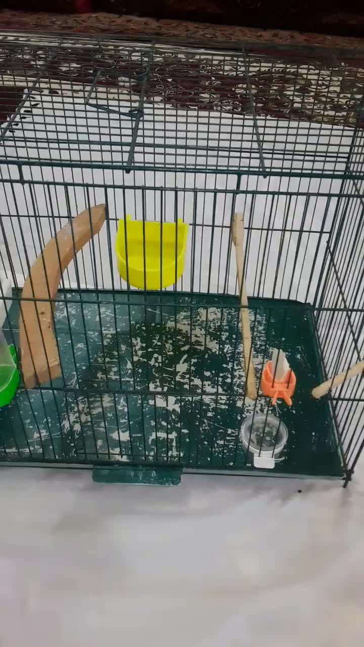 قفس گنجشک با تجهیزات|لوازم جانبی حیوانات|خوی, |دیوار