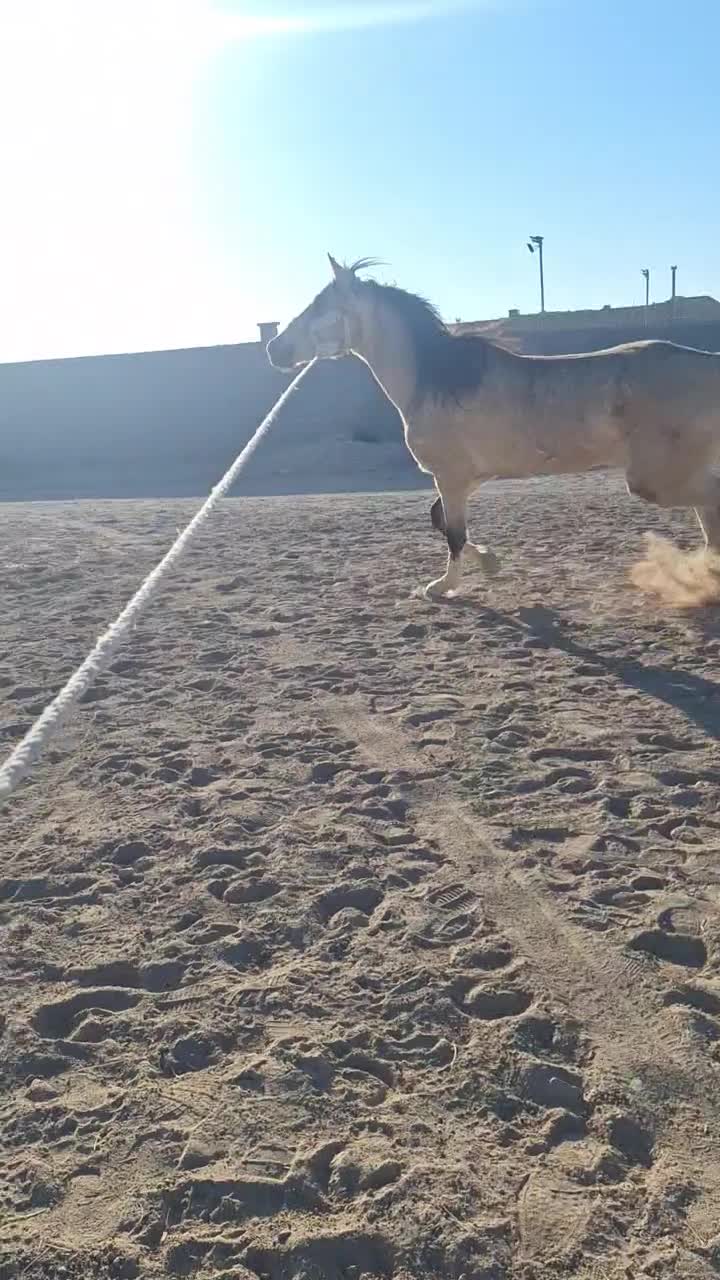 اسب ترکمن زیبا|اسب و تجهیزات اسبسواری|مشهد, کوی سیدی|دیوار