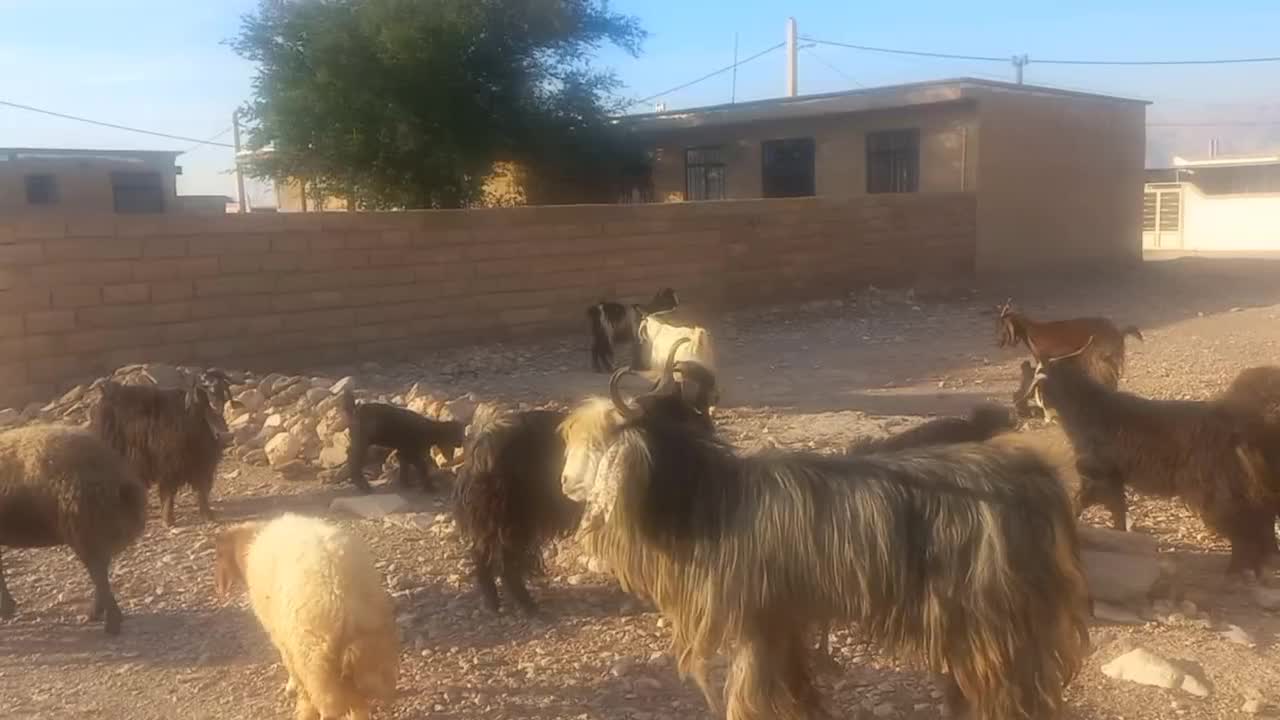 نر بز یا ساورین درجه یک|حیوانات مزرعه|مهران (ایلام), |دیوار