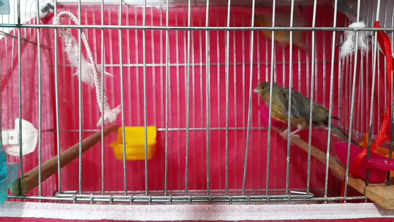 قناری ماده|پرنده|شاهین‌شهر, امیرکبیر|دیوار