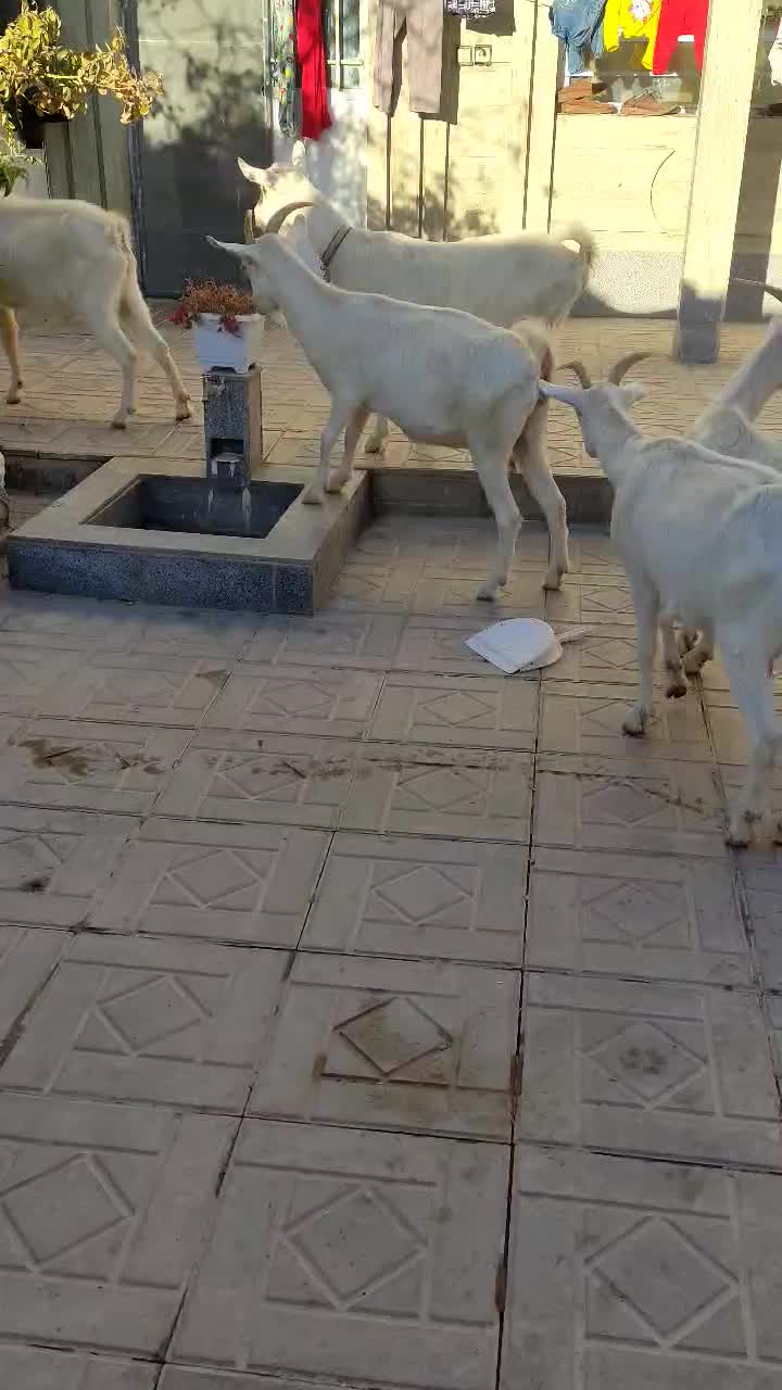 بزکل اصل سانن|حیوانات مزرعه|درمیان, |دیوار