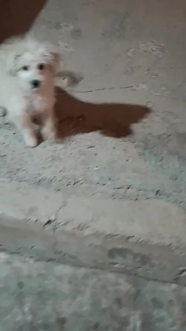 شیتزو|سگ|مسجد سلیمان, |دیوار