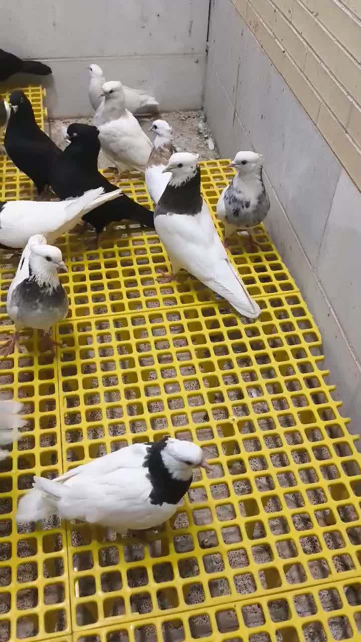 طوقی|پرنده|یزد, |دیوار