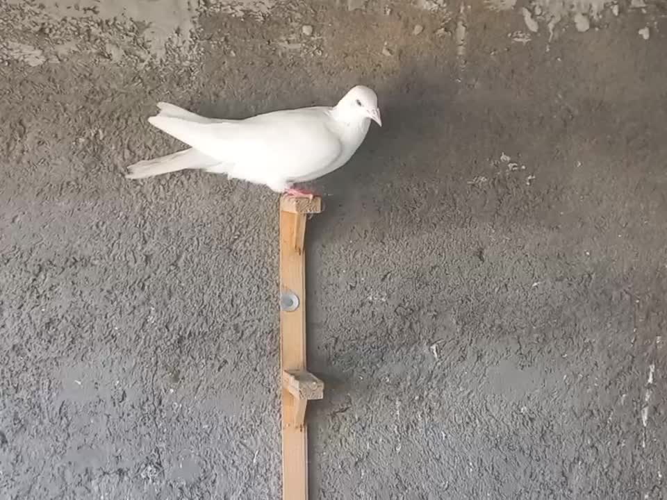 یه تیپ نر|پرنده|نیشابور, مازول|دیوار