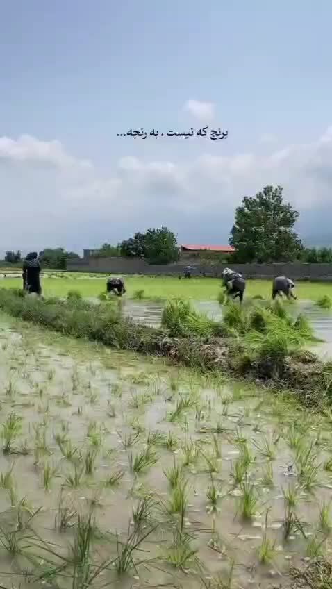 برنج پاکستانی انبه 1121دانه بلند استیم (جزئی وکلی)|عمده‌فروشی|مشهد, گاز|دیوار