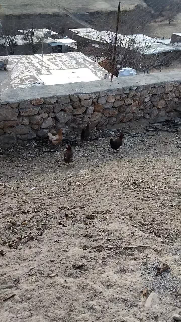 چهار مرغ محلی بایک خروس دو رگه مرغ سلطان|حیوانات مزرعه|مریوان, |دیوار