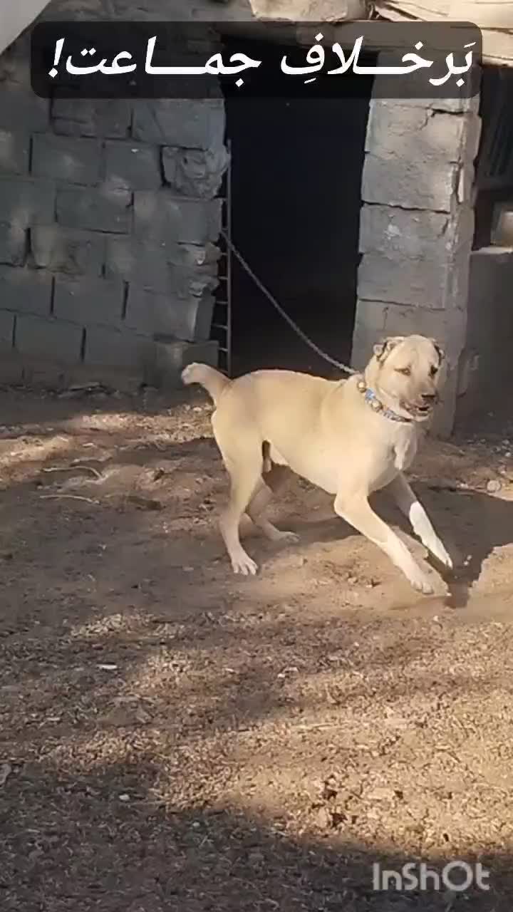 حیوان میکس سراب و پیتبول خوشتیب حرص رو هزار|سگ|تربتحیدریه, بالا ولایت|دیوار