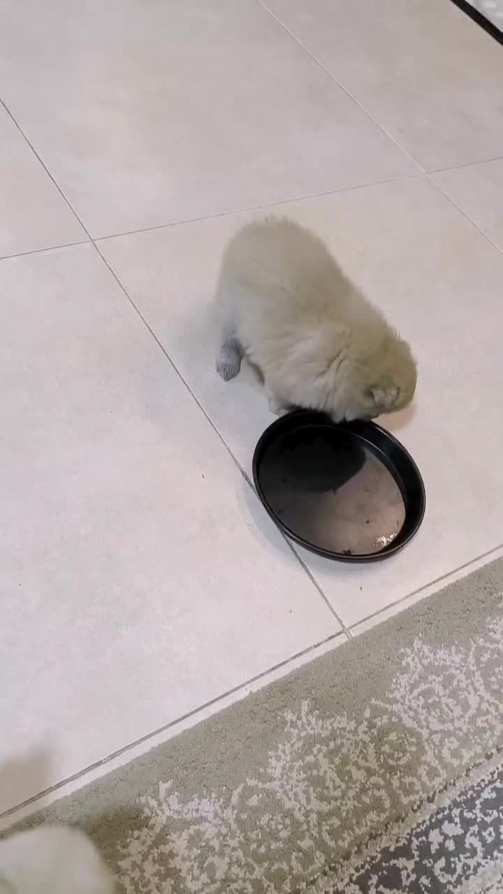 واگذاری توله پامر|سگ|بابلسر, |دیوار