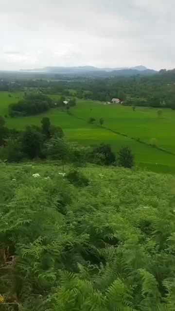 باغ چای تهاتر با سوله یا واحد|فروش دفتر صنعتی، کشاورزی، تجاری|قم, بنیاد|دیوار