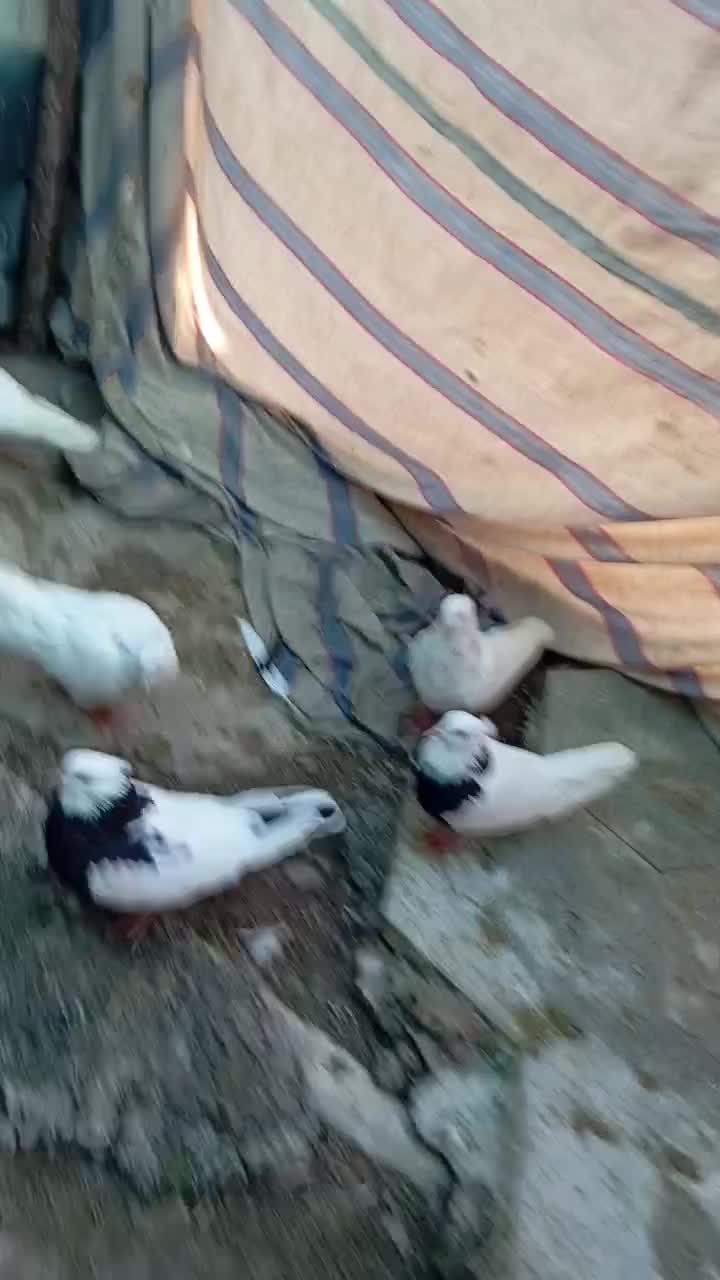 طوقی|پرنده|دره شهر, |دیوار