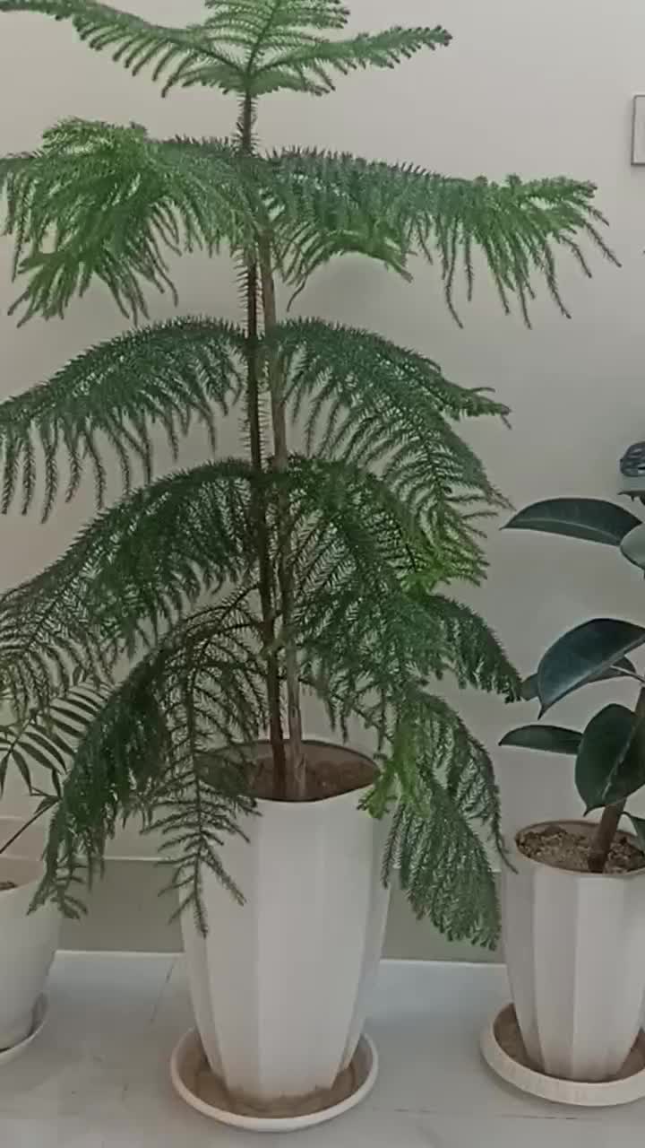 سبزی خشک معطر|خوردنی و آشامیدنی|نیشابور, سرآب کوشک|دیوار