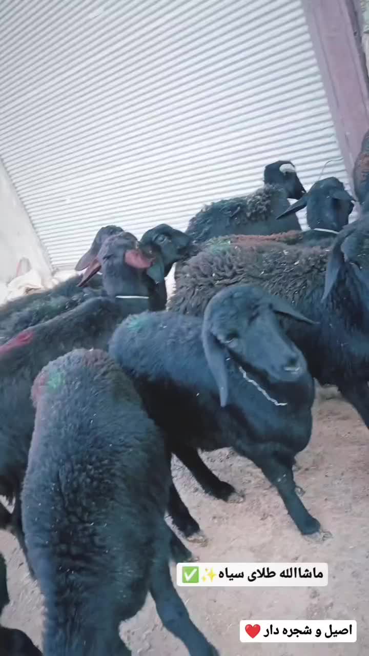 بره ماده قره قزل گوسفند میش قوچ شیشک افشار دوقلو|حیوانات مزرعه|قیدار, |دیوار