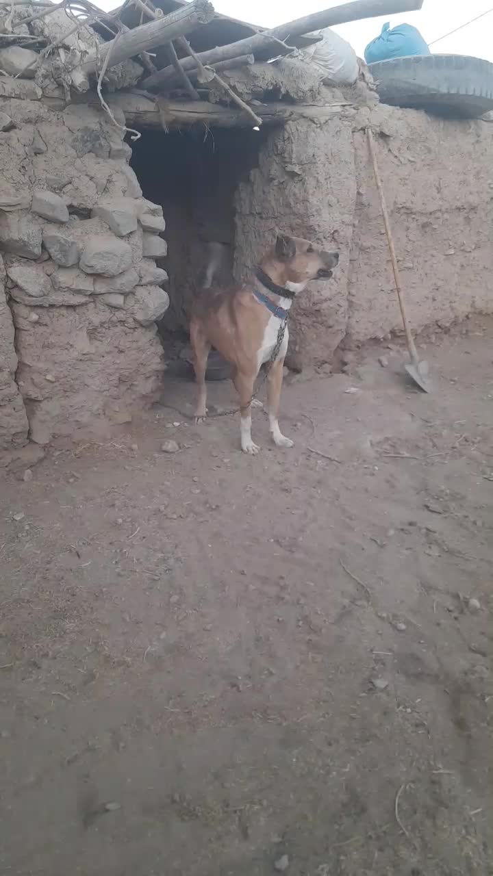 سگ گله|سگ|نیمبلوک, |دیوار