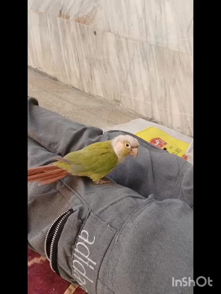 گرینچیک و کوتوله|پرنده|خمینی‌شهر, |دیوار