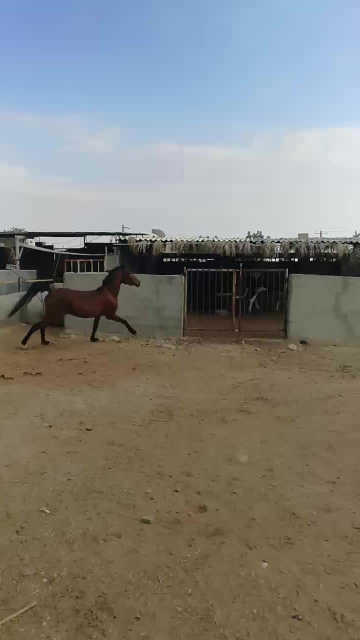 اسب درشور ترکی|اسب و تجهیزات اسب‌سواری|برازجان, |دیوار