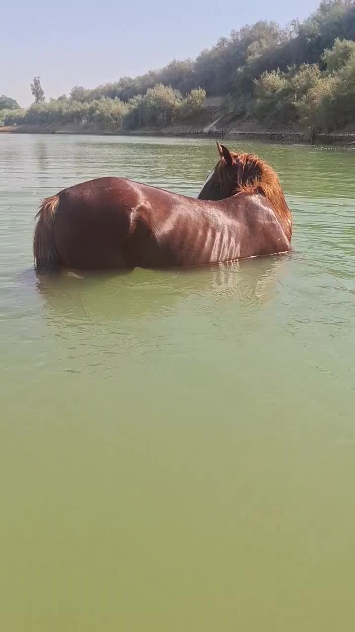 اسب زیبا چهار قلم و پیشونی سفید|اسب و تجهیزات اسب‌سواری|بندر ماهشهر, |دیوار