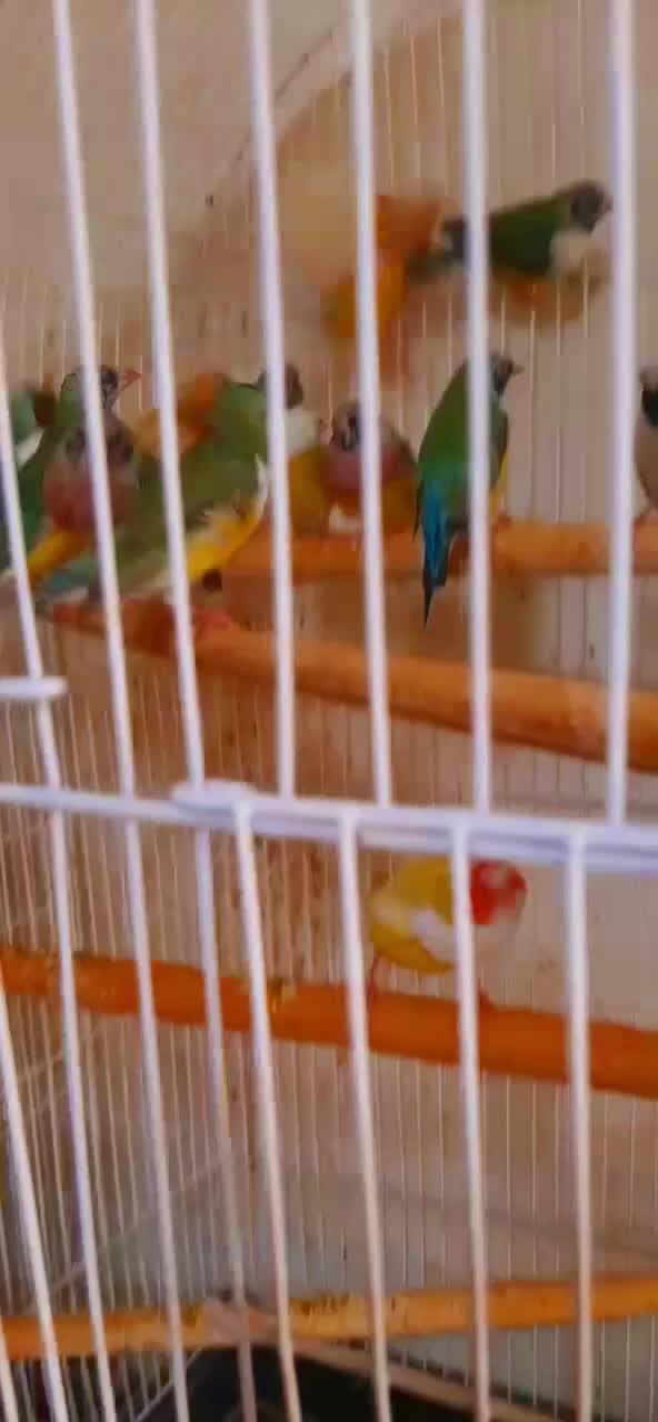 فنچ گلدین در همه رنگ نر و ماده جوان|پرنده|آشتیان, |دیوار