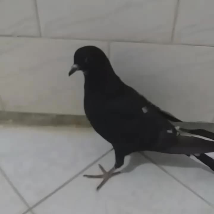 کفتر جوجه است|پرنده|نهاوند, |دیوار