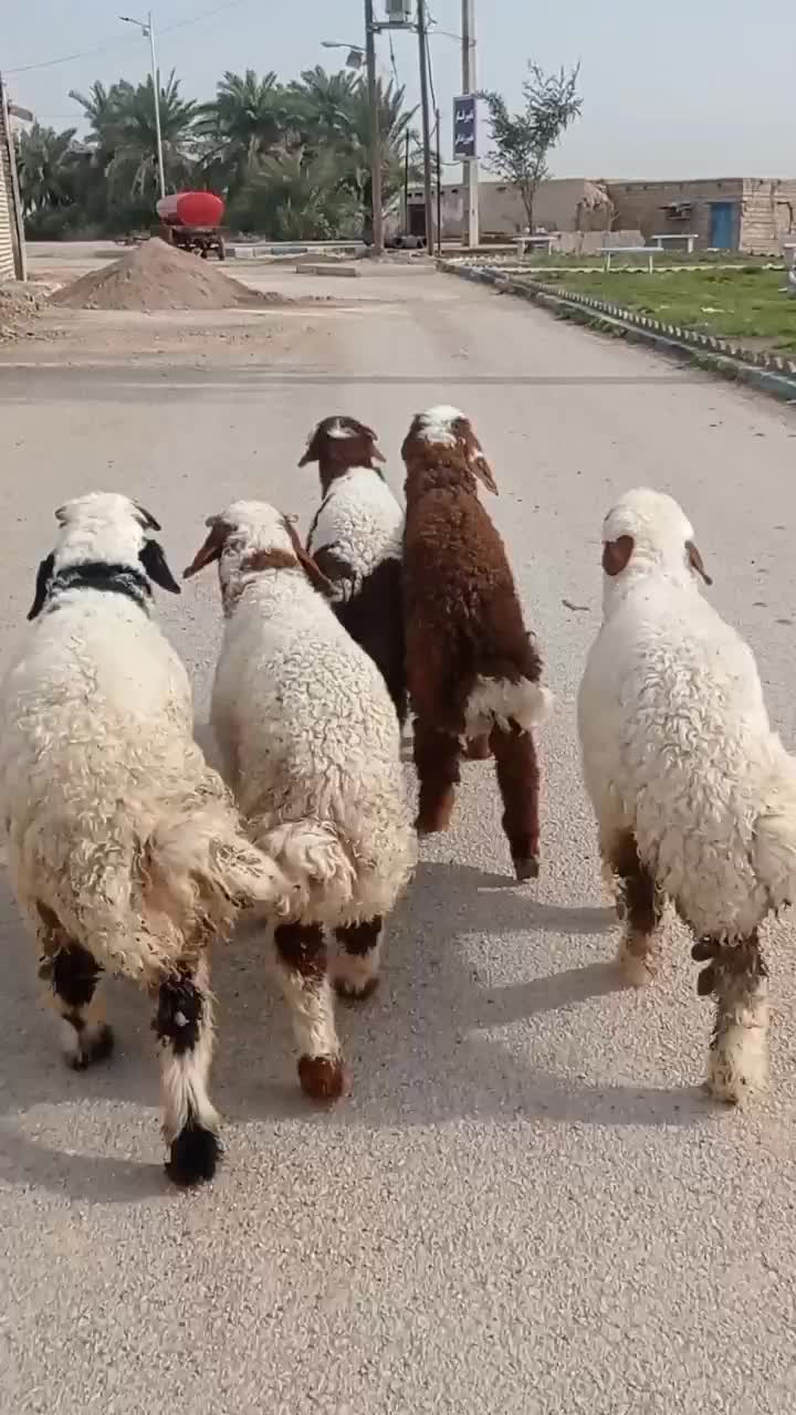 بره نر چاق چاق|حیوانات مزرعه|اهواز, منازل کارون|دیوار