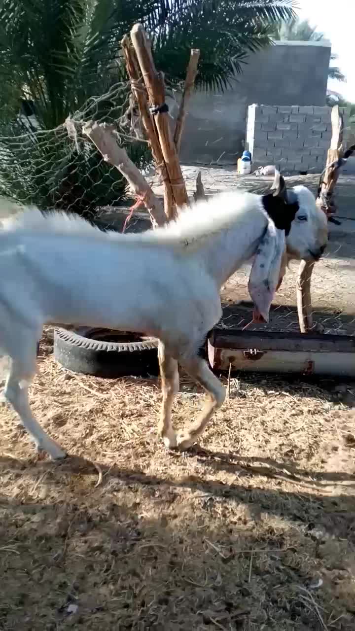 نربز گلابی اصل درجه یک پرشور|حیوانات مزرعه|جیرفت, |دیوار