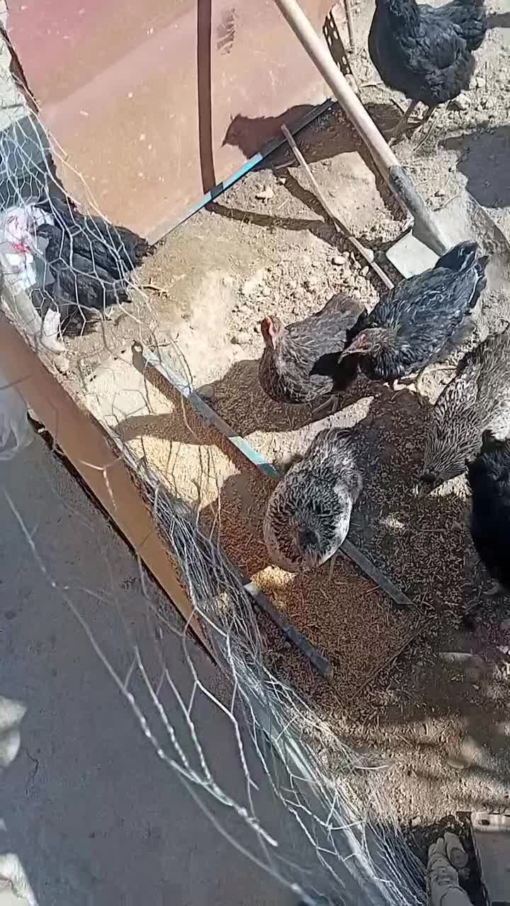 فروش ۲۰ دانه مامر|حیوانات مزرعه|دیواندره, |دیوار