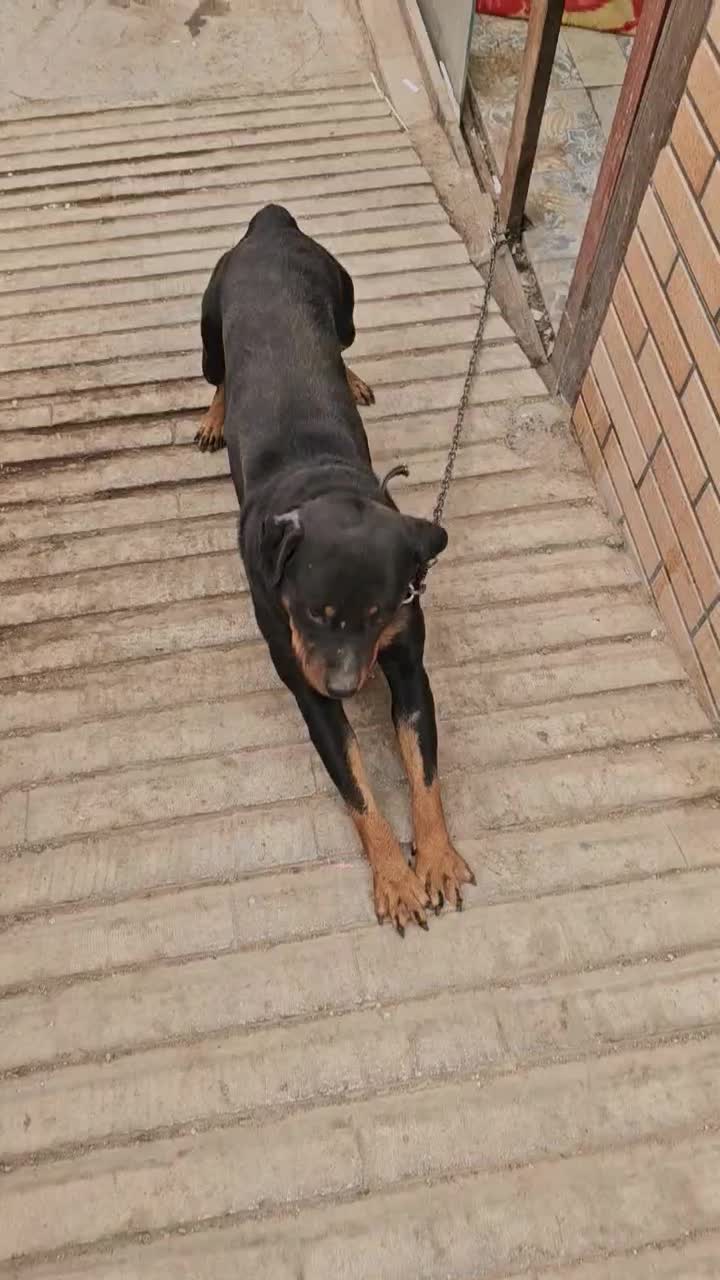 سگ نگهبان|سگ|اصفهان, شهرک پارسیان|دیوار